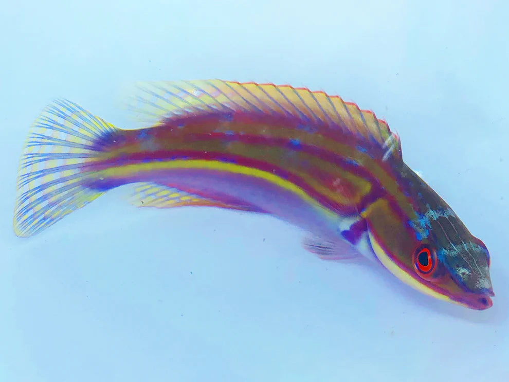 Labout’s Fairy Wrasse