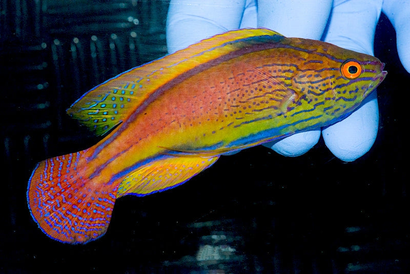 Lineatus Fairy Wrasse