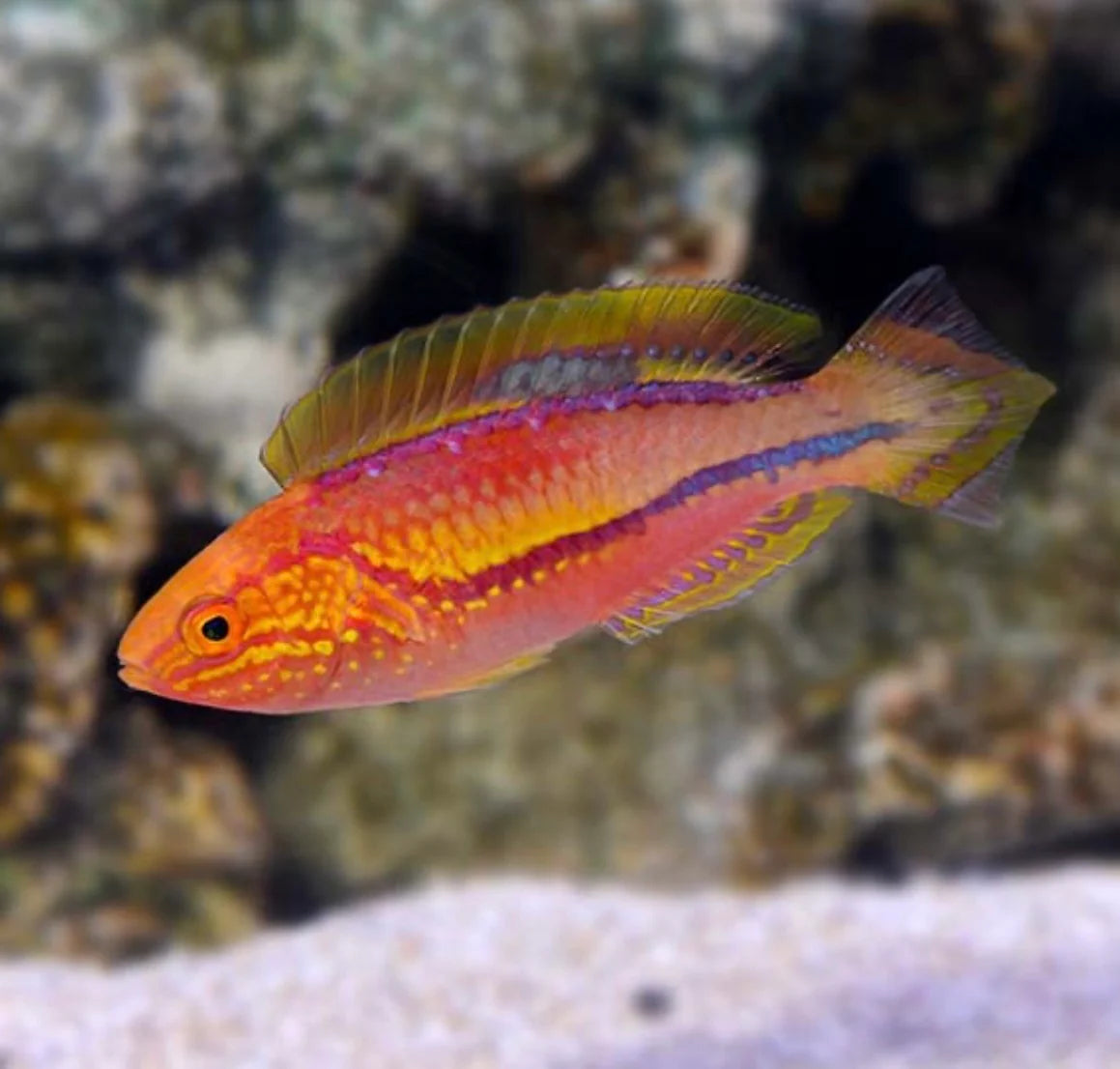 Pintail Fairy Wrasse