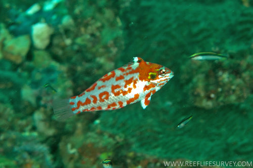 Choat's Leopard Wrasse