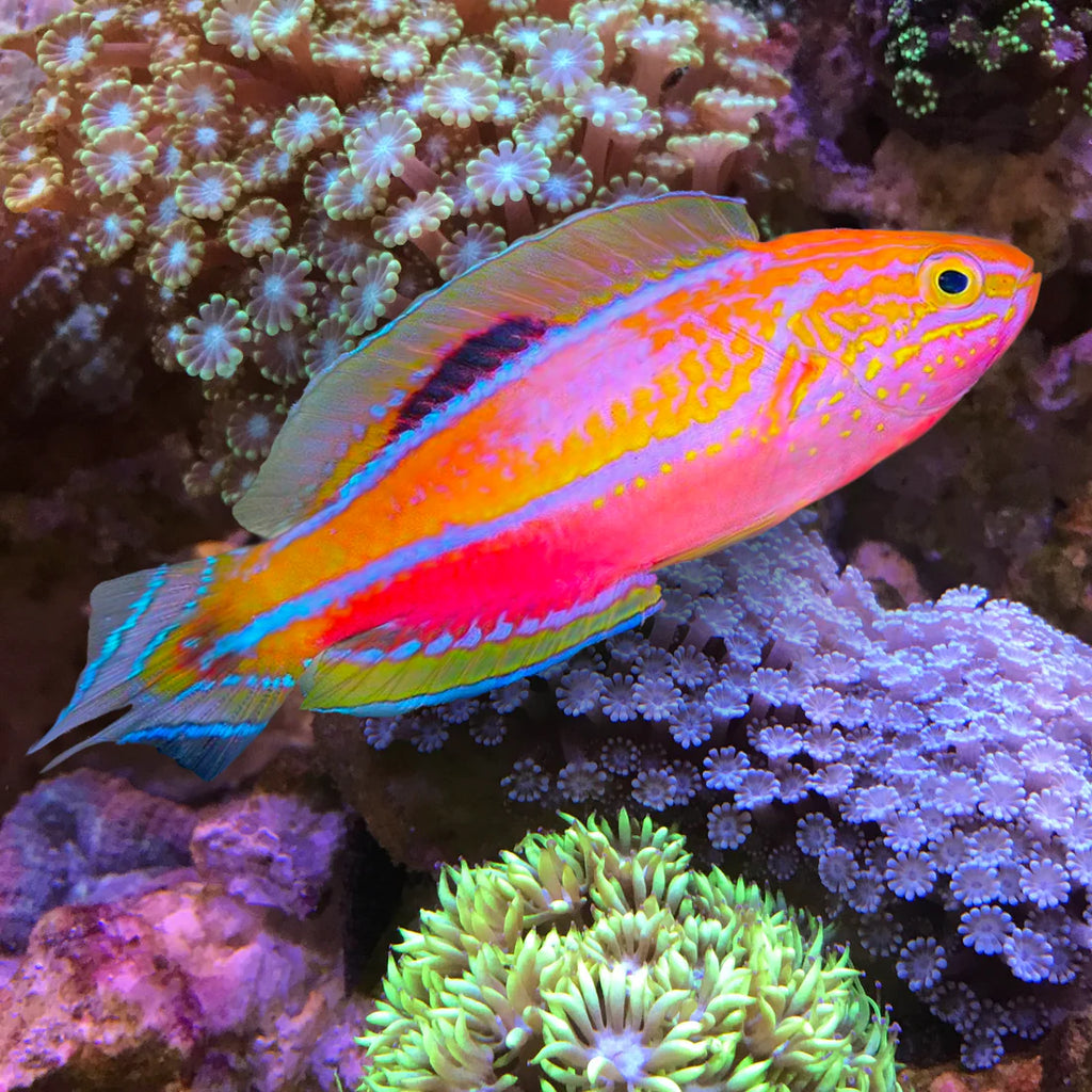 Pintail Fairy Wrasse