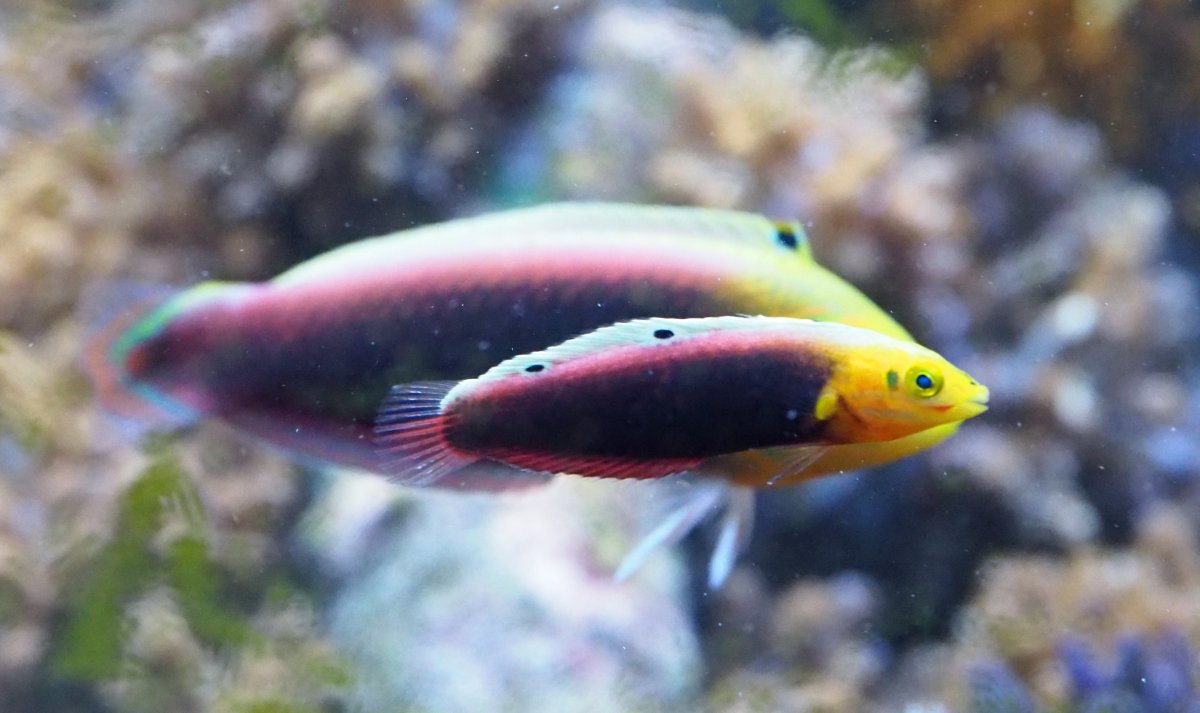 Radiant Wrasse