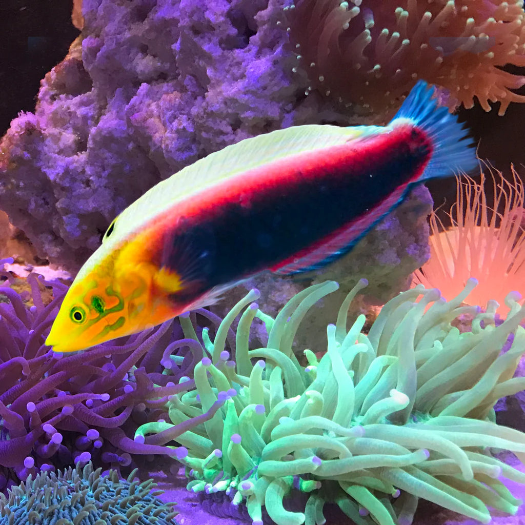 Radiant Wrasse