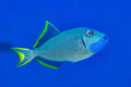 Blue Throat Triggerfish