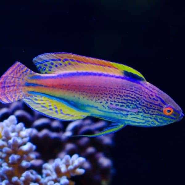 Lineatus Fairy Wrasse