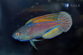 Lineatus Fairy Wrasse