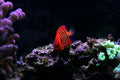Flame Angelfish