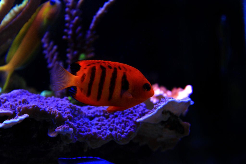 Flame Angelfish