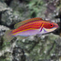 Labout’s Fairy Wrasse