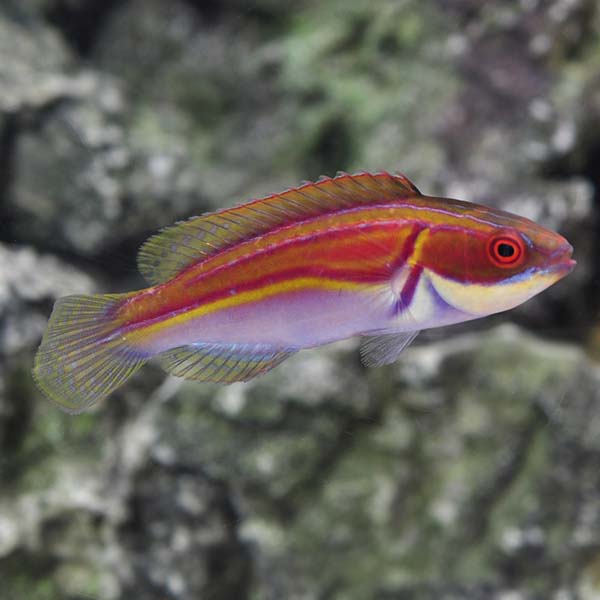 Labout’s Fairy Wrasse