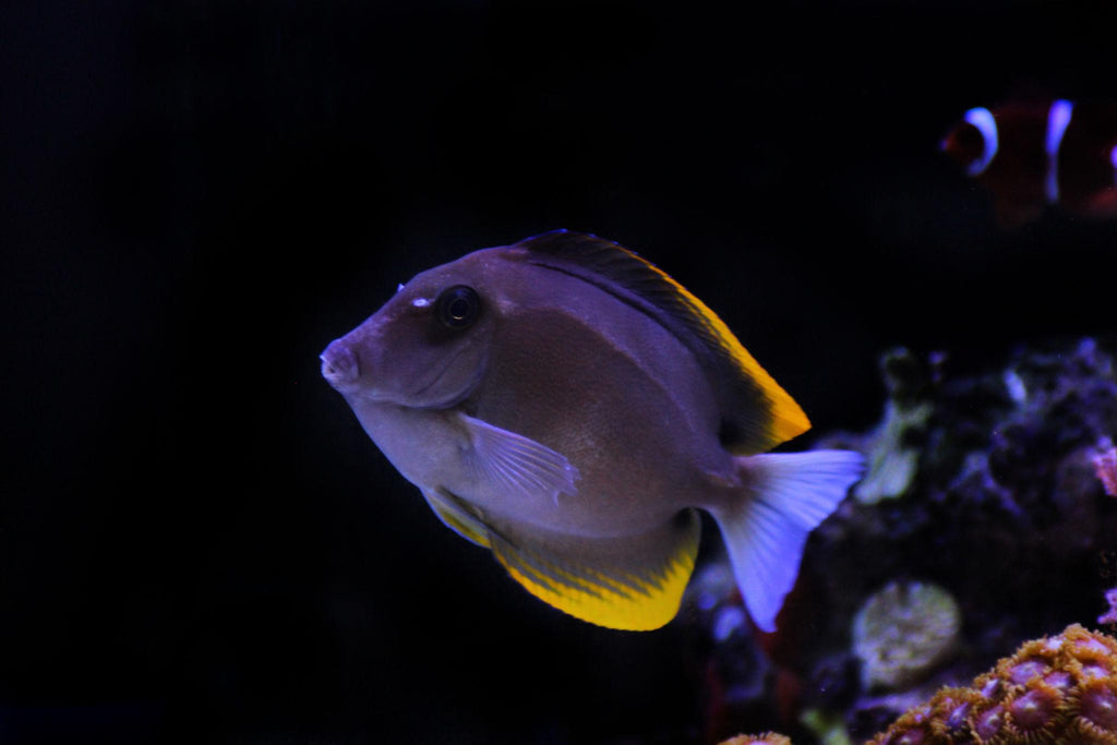Tomini Tang