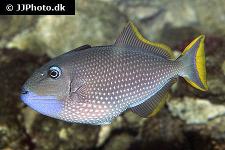 Blue Throat Triggerfish