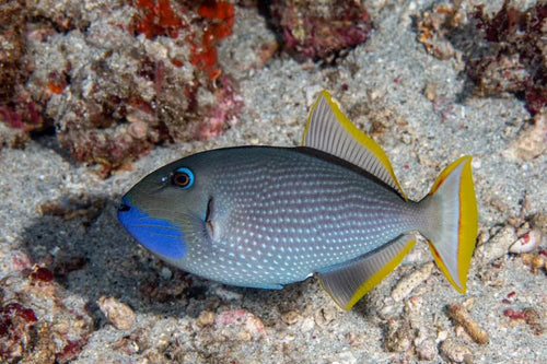 Blue Throat Triggerfish